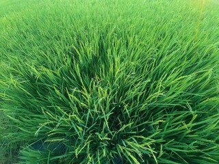 Lush Green Rice Field in Sunlight