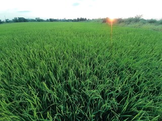 Sunset over a Lush Green Rice Field