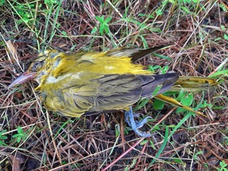 A Yellow Bird Lies Dead in the Grass