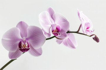 A shallow depth of field shot focusing on a single orchid bloom
