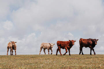 Inquisitive young cows in a green field on a summery day