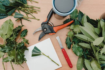 Semi-ripe cutting technique on Prunus laurocerasus