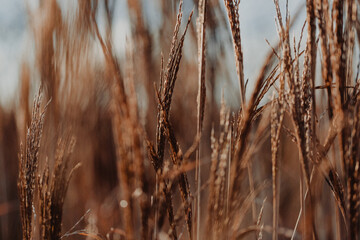 Fototapeta premium Miscanthus sinensis, silvergrass, swaying in soft evening light