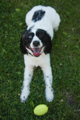 Happy Cocker spaniel Bernese mountain mix dog lying in grass with ball