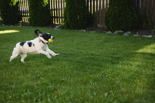 Playful happy dog running in backyard with toy ball with copy space