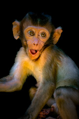 Portrait the baby Long-tailed Macaque