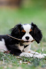 Cavalier King Charles spaniel puppy playing in backyard with stick