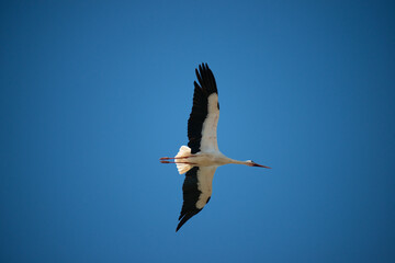 White stork (Ciconia ciconia) flying with spread wings to the right