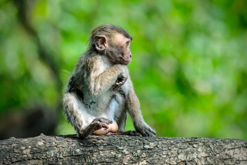 Baby long tailed macaque in mangrove forest