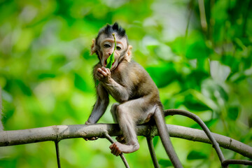 Baby long tailed macaque in mangrove forest