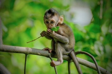 Obraz premium Baby long tailed macaque in mangrove forest