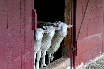 3 Three fluffy sheep looking out of barn door in rural New York
