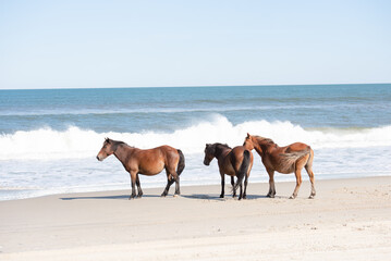 Three horses standing on beach with waves on the ocean