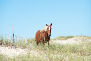One horse walking towards camera on beach in South Carolina