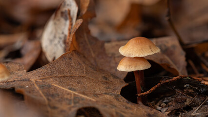 Two small mushrooms on the forest floor in the leaves