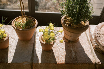 Sunlit potted plants on a stone windowsill, featuring yellow flo
