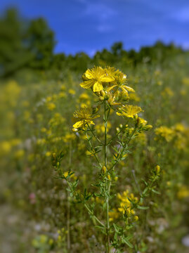 Hypericum perforatum, also known as hypericum, hypericon,