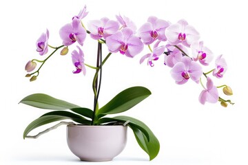 A single potted orchid plant placed on a clean