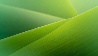green leaf background, leaf, nature, plant, macro, abstract, texture, leaves, 