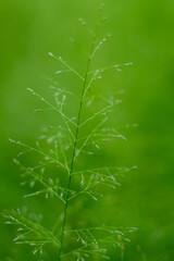 close up of green leaves