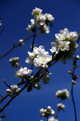 Bloom Apple Tree in Spring in the Sunder in the Town Walsrode, Lower Saxony