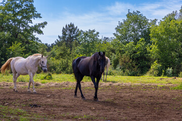 Horses in the countryside of Istra, Croatia