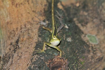 A chameleon is looking at the camera on a tree trunk