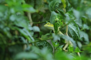 a chameleon is hunting in the leaves