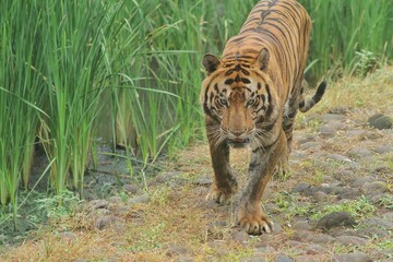A Bengal tiger walking alone on a rock while staring