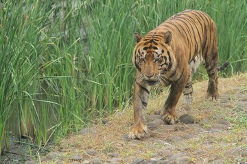 A Bengal tiger walks alone on the rocks watching its surroundings
