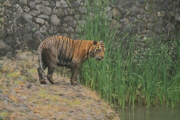 A Bengal tiger standing alone on a rock during the day