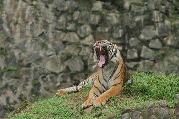 a Sumatran tiger lying in the grass yawning