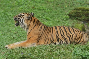 a sumatran tiger lying in the grass watching the surroundings