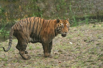 A Bengal tiger standing on a rock looking at the camera
