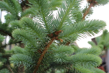 beautiful young blue spruce with new branches 