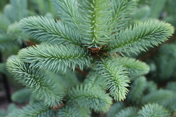 beautiful young blue spruce with new branches 