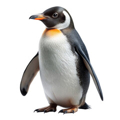 Obraz premium Its a penguin isolated on Transparent background.