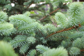 beautiful young blue spruce with new branches 