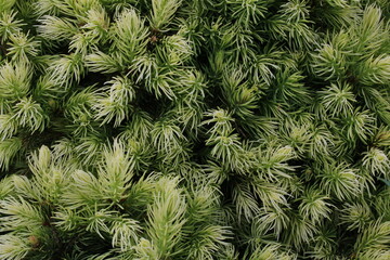 beautiful young blue spruce with new branches 
