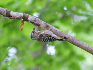 コゲラ / Japanese Pygmy Woodpecker