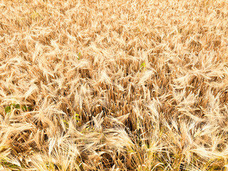 Wheat field. Ears of golden wheat close up. Beautiful Nature Sunset Landscape. Rural Scenery under Shining Sunlight. Background of ripening