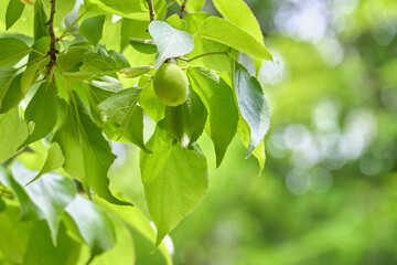 Obraz premium 成長する梅の実 / Growing Japanese apricot fruits