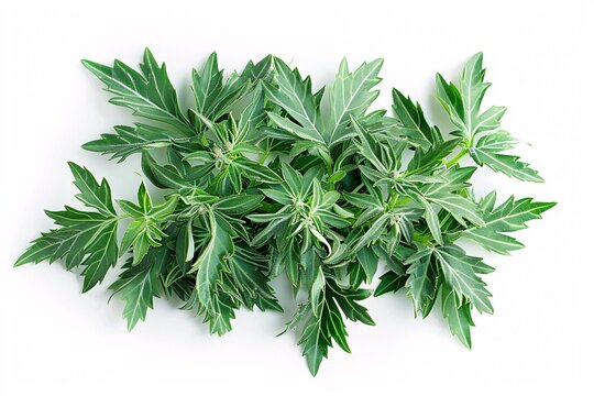 Aerial view of absinthe wormwood sprig on white background.