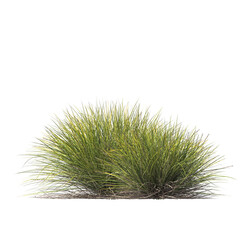 Lomandra confertifolia, semak, rumput, bushes, shrubs, evergreen, small tree, light for daylight, easy to use, 3d render, isolated