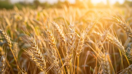 Sustainable Agriculture Close-up of Climate-Resilient Crops in Bright Field with Text Space Above