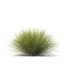 Lomandra confertifolia, semak, rumput, bushes, shrubs, evergreen, small tree, light for daylight, easy to use, 3d render, isolated
