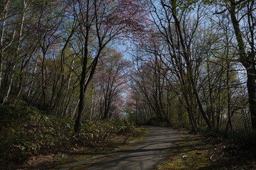 石山緑地の四季