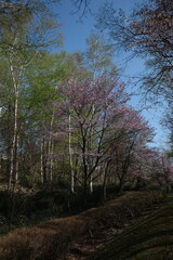 Obraz premium 石山緑地の四季