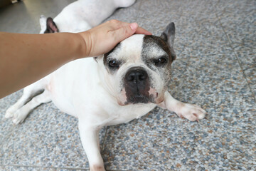 groping a dog, sleepy French bulldog or French bulldog or two dogs