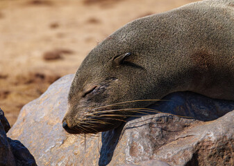 Seals in Namibia. The Cape fur seal colony at Cape Cross, Skeleton coast in Namibia, Africa